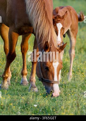 Stute und Fohlen grasen auf einer Wiese in Rosnay. Stockfoto