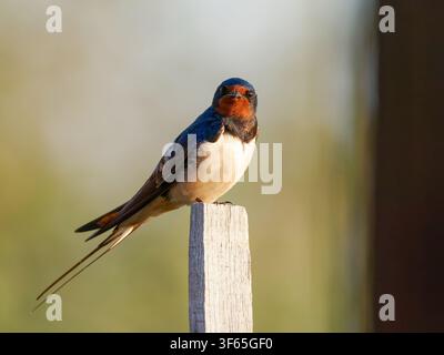 Schwalbe (Hirundo rustica) sitzt auf einem Holzpfosten in Rosnay. Stockfoto