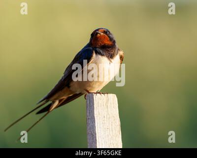 Eine Schwalbe (Hirundo rustica) sitzt auf einem Holzpfosten in Rosnay. Stockfoto