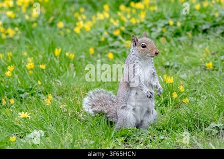 Ein Ostgraues Eichhörnchen (Sciurus carolinensis) steht aufmerksam auf seinen Hinterbeinen in einer üppigen grünen Wiese voller gelber Wildblumen. Kopierraum Stockfoto