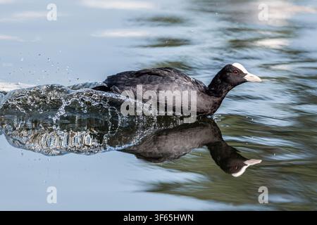Eine Moorente (Fulica atra) rast über die Oberfläche eines Sees, nachdem sie verfolgt wurde, wodurch ein dynamischer Spritzer und eine klare Spiegelung entstehen Stockfoto