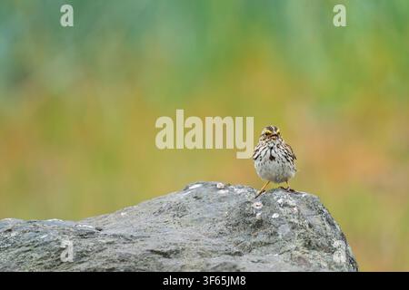 Savannah-Sperling, der auf einem Felsbrocken in Southcentral Alaska sitzt. Stockfoto