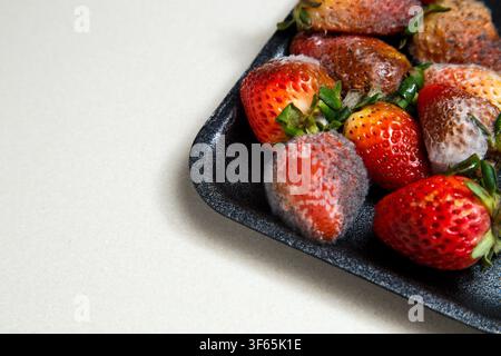 Nahaufnahme von drei verschimmelten Erdbeeren mit weißem und grauem Schimmel auf einem weißen Tablett Stockfoto