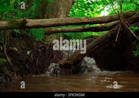 Dieses Bild zeigt einen kleinen Waldbach, der unter umgestürzten Baumstämmen und verworrenen Wurzeln einen Wasserfall bildet, umgeben von dichter Vegetation, darunter Dryopteri Stockfoto