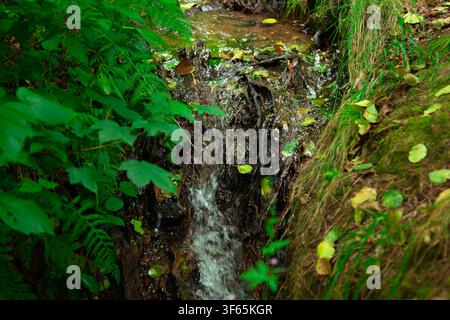 Dieses Bild zeigt einen kleinen Waldwasserfall, der sanft über freiliegende Wurzeln und Erde fließt, umgeben von dichter Vegetation, einschließlich Pteridium aquilinum fe Stockfoto