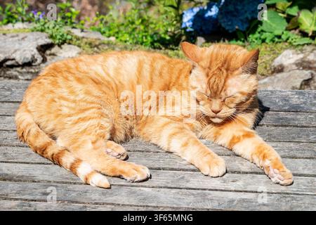 Eine rote getigerte Katze (Felis catus) liegt zusammengerollt und schläft friedlich auf einer verwitterten Holzgartenbank im hellen, warmen Sonnenlicht. Stockfoto