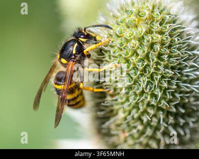 Eine detaillierte Makroaufnahme einer gewöhnlichen Wespe (Vespula vulgaris), die auf der strukturierten, stacheligen Oberfläche eines grünen Blütenkopfs im Sommer sucht. Nahaufnahme, Makro. Stockfoto