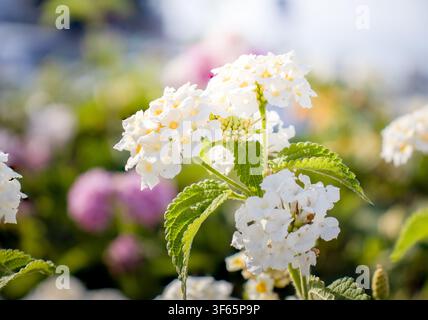 Nahaufnahme von blühenden weißen Lantana-camara-Blüten mit gelben Mittelpunkten, versehen mit üppigen grünen Blättern und einem weichen, natürlichen unscharfen Bokeh-Hintergrund Stockfoto