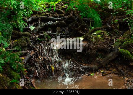 Dieses Bild zeigt einen kleinen Waldbach, der einen sanften Wasserfall bildet, während das Wasser über ein komplexes Netzwerk aus freiliegenden Wurzeln und feuchtem Boden fließt, umgeben von Stockfoto