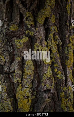 Baumtextur, bedeckt mit Moos. Stockfoto