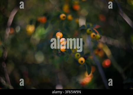 Weich ausgeblendete Aufnahme eines Rosenzweigs mit roten Beeren auf unscharfem grünem Hintergrund. Bioprodukte, Kräutergetränke, Naturkonzept. Kopierraum. Stockfoto