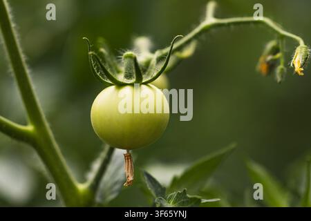 Nahaufnahme einer kleinen unreifen grünen Tomate, die an einer Ranke in einem Bio-Gemüsegarten wächst Stockfoto
