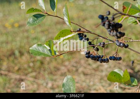Reife Aroniabeeren hängen von einem Zweig mit weichem Hintergrund Stockfoto