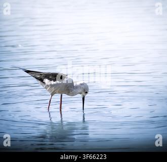 Schwarzflügeliger Stelzvogel auf der Suche nach Nahrung in flachem Sumpfwasser. Eleganter langbeiniger Schreiter tastet die Oberfläche mit seinem schlanken Schnabel ab, während sanfte Wellen plätschern Stockfoto