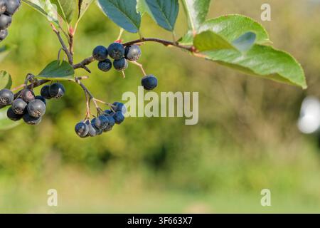 Reife Aroniabeeren hängen von einem Zweig vor einem weichen grünen Hintergrund Stockfoto