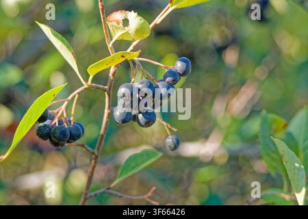 Reife Aroniabeeren-Cluster an einem Ast in sonniger natürlicher Vegetation Stockfoto