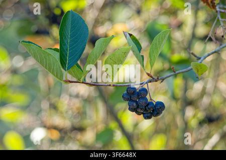 Reife Aroniabeeren, die an einem Ast in einer natürlichen Waldumgebung hängen Stockfoto