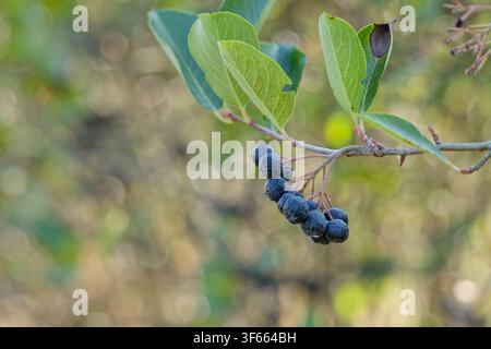 Reife schwarze Chokeberries hängen von einem belaubten Aronienzweig Stockfoto