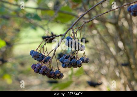 Haufen von reifen und getrockneten Chokeberries, die an Ästen hängen Stockfoto