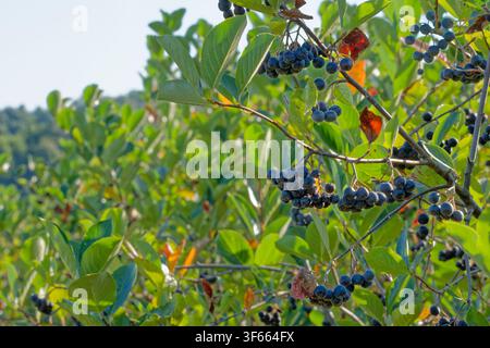 Reife schwarze Apfelbeeren, die im Sommer an einem belaubten Strauch wachsen Stockfoto