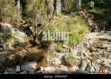 Evisa-Wald (Korsika) Stockfoto
