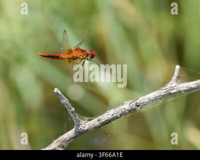 Eine rote Crocothemis erythraea-Libelle, die auf einem trockenen Zweig in Saint-Michel-en-Brenne sitzt. Stockfoto