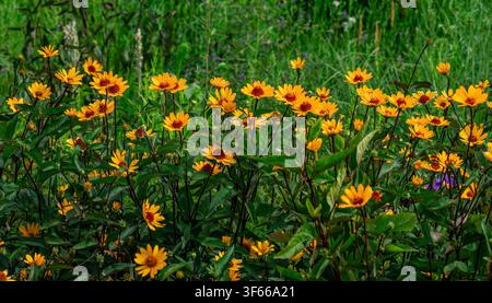 Ein Flecken goldener Oxeye-Sonnenblumen, die in einem Sommergarten blühen. Stockfoto