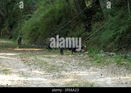 evisa Wald Korsika Insel Stockfoto