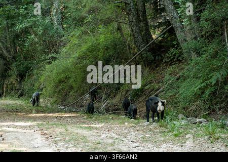evisa Wald Korsika Insel Stockfoto