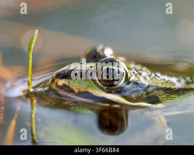 Nahaufnahme einer Pelophylax-Art-Frösche, die teilweise im Wasser im Mzires-en-Brenne versunken ist Stockfoto