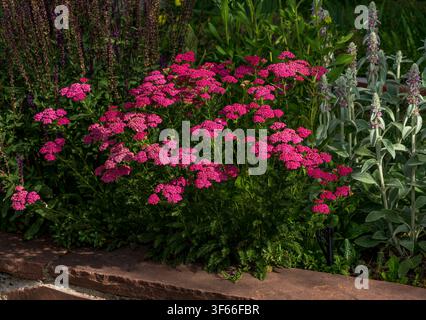Schafgarbenblüten in schöner tiefrosaner Farbe, die frisch in einem Sandsteinblumenbeet im frühen Sommer blühen. Stockfoto