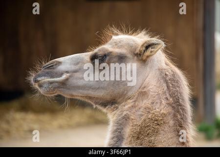 Ein Nahaufnahme-Profilporträt eines Kamels (Camelus) mit einem weichen braunen Fell, das vor einer Holzscheunenstruktur nach vorne blickt. Stockfoto