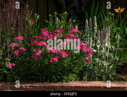 Schafgarbenblüten in lebhaftem Rosérosa, die üppig in einem Blumenbeetgarten neben Stängeln von Lammohren und anderen Pflanzen blühen. Stockfoto