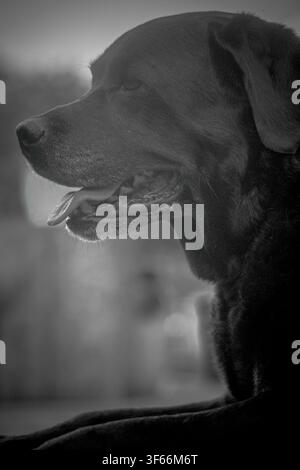 Schwarzweiß-Porträt eines keuchenden Labradorretrievers im Profil Stockfoto