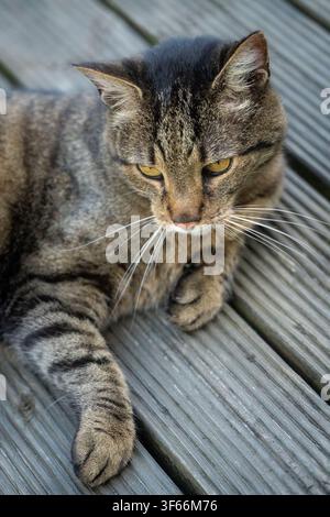 Ernster Tabby-Kater ruht auf einem verwitterten Holzdeck Stockfoto
