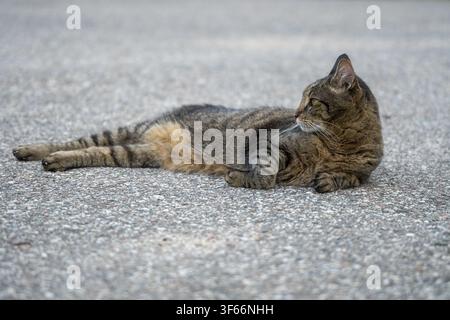 Aufmerksame getigerte Katze ruht auf Asphalt und blickt zur Seite Stockfoto