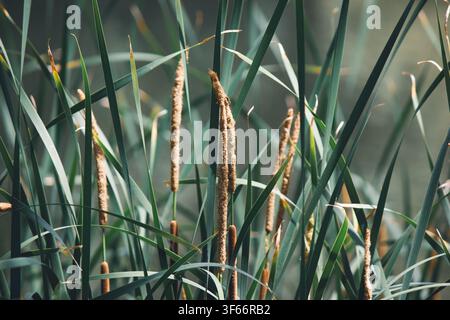 Nahaufnahme von grünen Typha latifolia-Schilfrohren mit braunen flauschigen Ähren Stockfoto