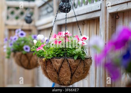 Lebendige Petunien-Hängekörbe an einem rustikalen hölzernen Gartenzaun. Stockfoto