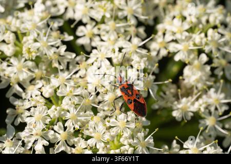 Zimtwanze Corizus hyoscyami, Imago-Fanze, die an gewöhnlichem Wolfsmilch füttert, Nottinghamshire, UK, Mai Stockfoto