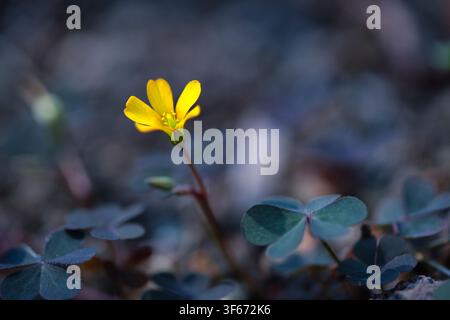 Oxalis corniculata kriechende Waldschötte gelbe Blüte blüht mit dunklen Kleeblättern, detaillierte Makrofotografie der wilden gelben Sauerampferpflanze in der Natur Stockfoto