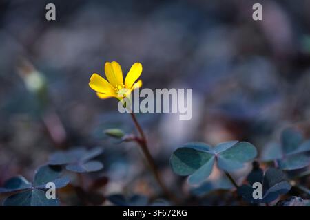 Oxalis corniculata kriechende Waldschötte gelbe Blüte blüht mit dunklen Kleeblättern, detaillierte Makrofotografie der wilden gelben Sauerampferpflanze in der Natur Stockfoto