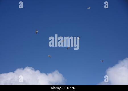 Schwarm von Möwen im blauen Sommerhimmel Stockfoto