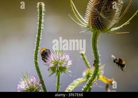Bienenkönigin sammelt Pollen von einem rosa Distelblütenkopf, während eine andere Biene in der Nähe fliegt Stockfoto