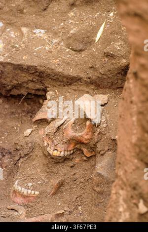 Forensische Wissenschaft oder archäologische Szene mit menschlichen Skelettresten, die im Boden gefunden wurden Stockfoto