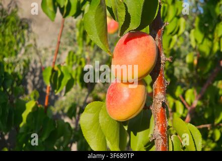 Frische reife orangefarbene Aprikosen (Prunus armeniaca) wachsen an einem Ast im Sonnenlicht Stockfoto