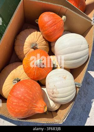 Eine Sammlung von dekorativen Kürbissen in verschiedenen Formen und Farben, darunter orange, weiß und braun, die in einem Karton zur saisonalen Nutzung ausgestellt sind Stockfoto