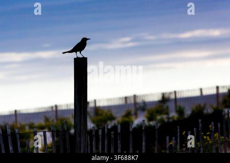 Die Silhouette eines Grackle mit Bootsschwanzkappen (Quiscalus Major), der bei Sonnenaufgang an der Assateague Island National Seashore in Maryland auf einem Zaunpfosten thront Stockfoto