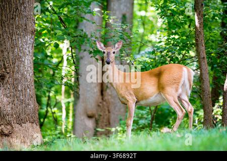 Eine weibliche Weißwedelhirsch (Odocoileus virginianus) steht wachsam im Wald Stockfoto
