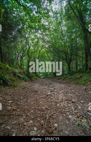 Ein Pfad windet sich durch einen dichten, grünen Wald in Cornwall, Vereinigtes Königreich. Der Weg ist mit Blättern und Steinen bedeckt, mit hohen Bäumen. Stockfoto