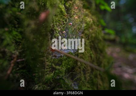 Eine detaillierte Ansicht eines zarten Spinnennetzes, das auf dickem, grünem Moos glitzert, welches einen Baumstamm in einer ruhigen Waldlandschaft bedeckt. Stockfoto